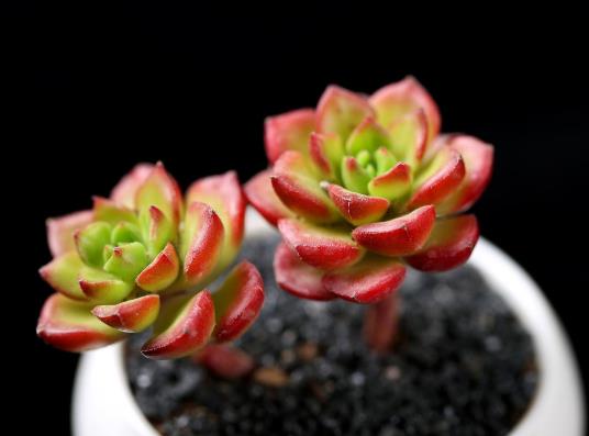 多肉只長根不發芽怎么補救?多肉的造型是怎么出來的