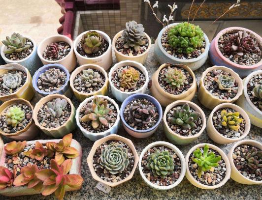 養多肉的土里摻點沙子好不好?多肉服盆期化水正常嗎