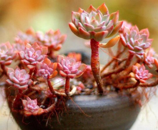 多肉只長根不發芽怎么補救?多肉的造型是怎么出來的