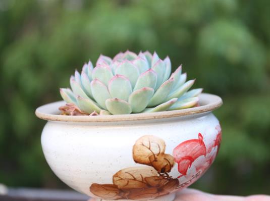 養多肉的土里摻點沙子好不好?多肉服盆期化水正常嗎