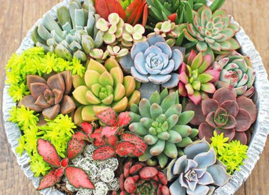 多肉葉片噴水了會怎么樣?多肉不爆盆是什么原因