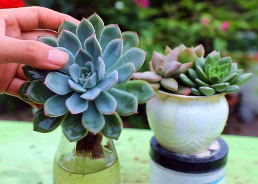 為什么養多肉千萬不要用大盆?新養殖多肉多長時間能服盆