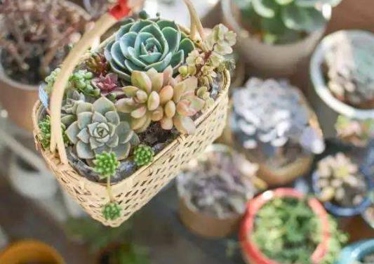 為什么養多肉千萬不要用大盆?新養殖多肉多長時間能服盆