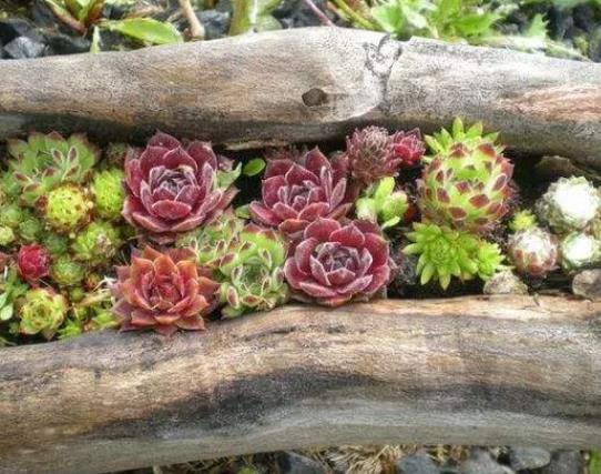 多肉的霜擦了還能長出來嗎?多肉換盆后葉子變焉了怎么辦