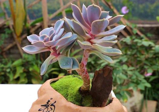 多肉能噴水在葉子上嗎?多肉爆盆用什么肥