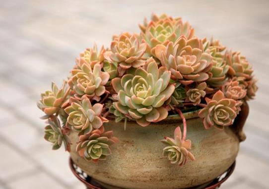 為什么養多肉千萬不要用大盆?新養殖多肉多長時間能服盆