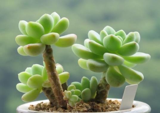 多肉移盆后怎么澆水長得旺盛?多肉葉子變黃變軟該怎么辦