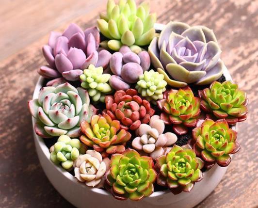 多肉葉片怎么出芽最快?多肉為什么越養越瘦