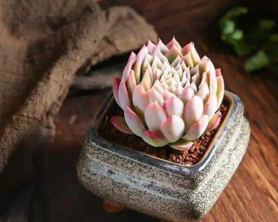 多肉移盆后怎么澆水長得旺盛?多肉葉子變黃變軟該怎么辦