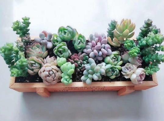 多肉干枯發(fā)黃該怎么辦?會(huì)開(kāi)花的多肉有哪些