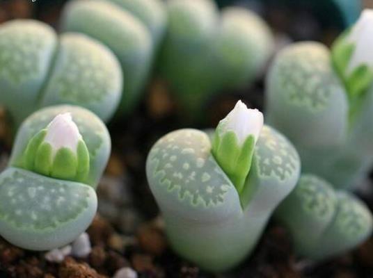 多肉能不能暴曬?多肉爛根是怎么回事