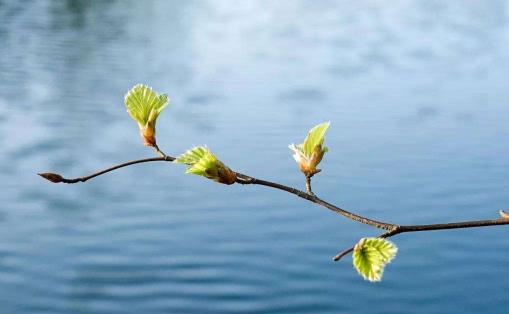 立春意味著天氣變暖嗎 什么節氣過后天氣變暖