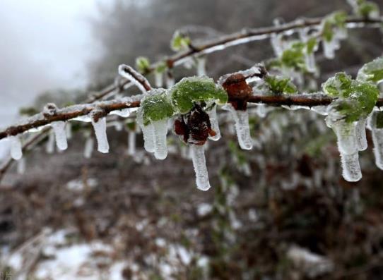 小麥怎么預防倒春寒?倒春寒對農業生產的危害