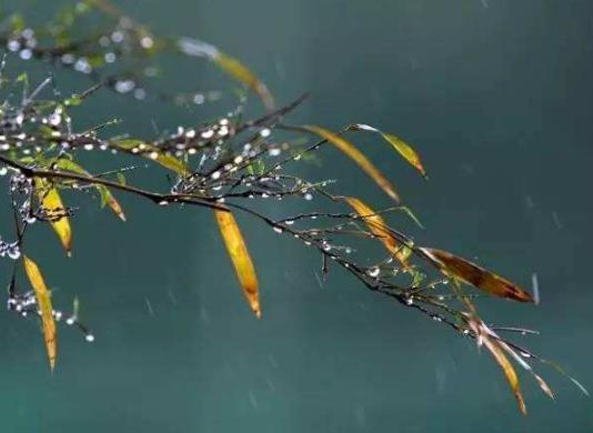 倒春寒對大蒜的長勢影響有多大?倒春寒對小麥有什么影響