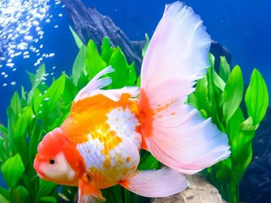 養金魚的自來水要放幾天?金魚沉底是在睡覺嗎