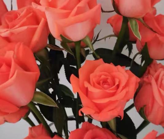 鮮花的網套有什么作用?鮮花醒花用什么水