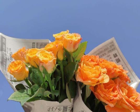 醒花之前用不用把花桿截一段?醒花要把壞的花瓣摘掉嗎