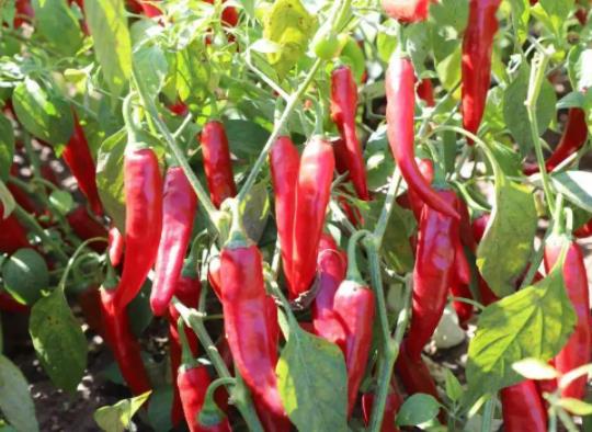 辣椒瘋長不結果怎么辦?辣椒施草木灰好不好