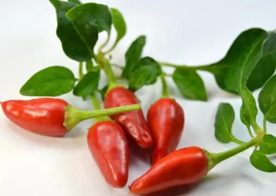 辣椒爛尖打什么農藥?辣椒遇到連續下雨怎么辦