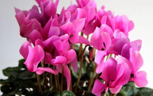 仙客來怎么養 仙客來有毒嗎 仙客來葉子發黃怎么辦