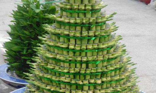 開運竹怎么養 開運竹怎么修剪 開運竹葉子發黃怎么辦