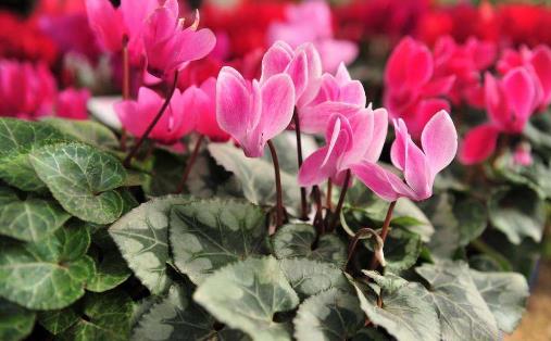 仙客來怎么養 仙客來有毒嗎 仙客來葉子發黃怎么辦