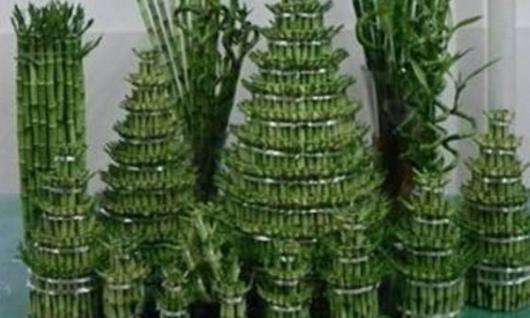 開運竹怎么養 開運竹怎么修剪 開運竹葉子發黃怎么辦