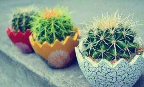 仙人球有毒嗎 仙人球能防輻射嗎 仙人球能放在臥室嗎