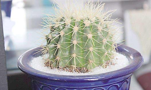 仙人球有毒嗎 仙人球能防輻射嗎 仙人球能放在臥室嗎