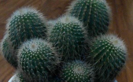 仙人球有毒嗎 仙人球能防輻射嗎 仙人球能放在臥室嗎