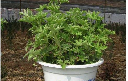 驅(qū)蚊草怎么養(yǎng) 驅(qū)蚊草有毒嗎 驅(qū)蚊草能驅(qū)趕蚊蟲嗎