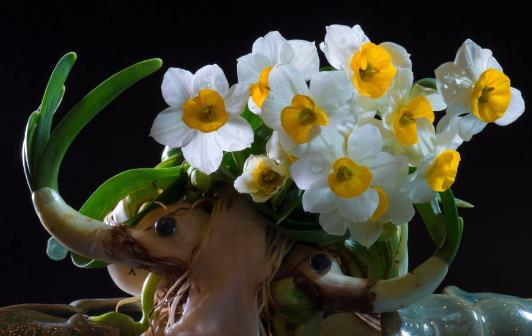 水仙花怎么養 水仙花有毒嗎 水培水仙花正確養法