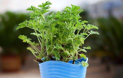 驅(qū)蚊草怎么養(yǎng) 驅(qū)蚊草有毒嗎 驅(qū)蚊草能驅(qū)趕蚊蟲嗎