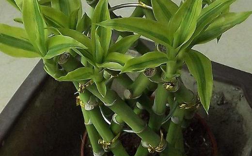 富貴竹怎么土養(yǎng) 富貴竹生根后多久換一次水