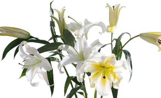 百合花怎么養 百合花苞掉了還能重新長嗎?百合花要澆幾次水