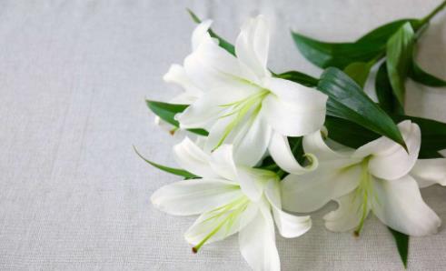 百合花怎么養 百合花苞掉了還能重新長嗎?百合花要澆幾次水