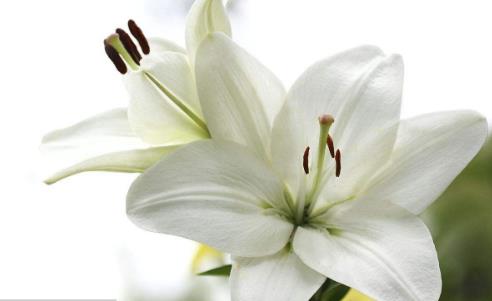 百合花怎么養 百合花苞掉了還能重新長嗎?百合花要澆幾次水