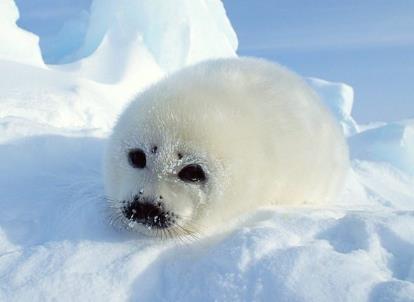 3月1日是什么節日？國際海豹日是幾月幾日