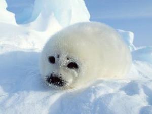 3月1日是什么節日？國際海豹日是幾月幾日