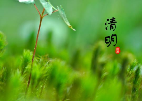 2022清明節去對象家好不好?2022清明期間能動墳上的樹嗎