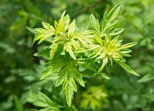 艾草一直掛門上好嗎?清明艾草和端午艾草有什么不同