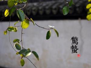 驚蟄是什么時候?二十四節氣之驚蟄的由來與含義