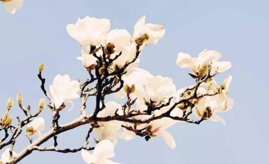 春分怎么養生?春分養生需要注意什么?