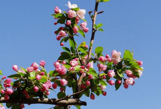 春季怎么養肝?春分養身原則有哪些?