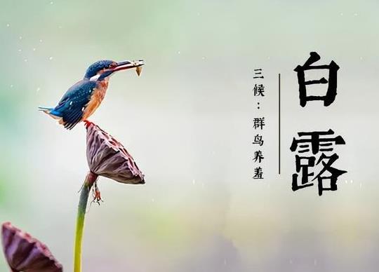 白露是每年的農(nóng)歷幾月?2022年白露具體時間是幾點?