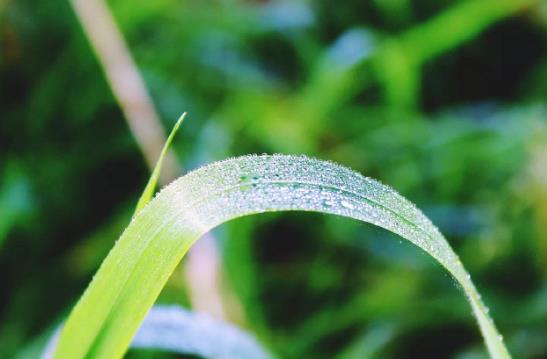 白露是每年的農(nóng)歷幾月?2022年白露具體時間是幾點?