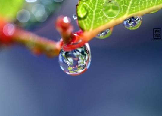 白露什么意思?白露過了天氣就冷了嗎?