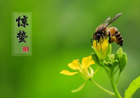 驚蟄節氣有什么特點?驚蟄節氣飲食注意事項