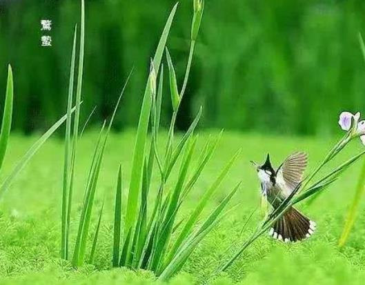 驚蟄是冷好還是熱好?驚蟄上墳要帶什么