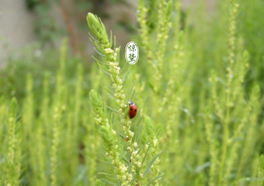 驚蟄前打雷好還是驚蟄后打雷好?驚蟄打雷正常嗎